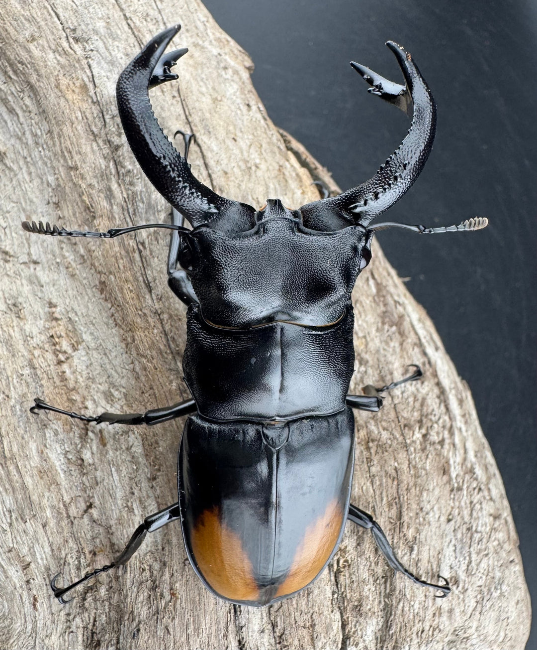 【WD】《セアカフタマタ（パリーフタマタ） 81mm ペア》