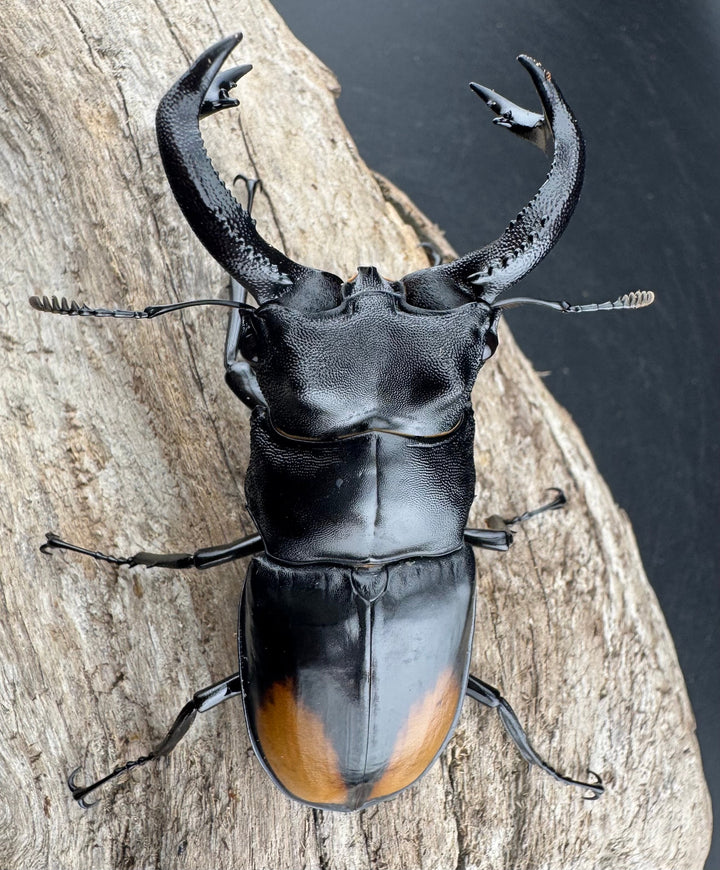 【WD】《セアカフタマタ（パリーフタマタ） 81mm ペア》