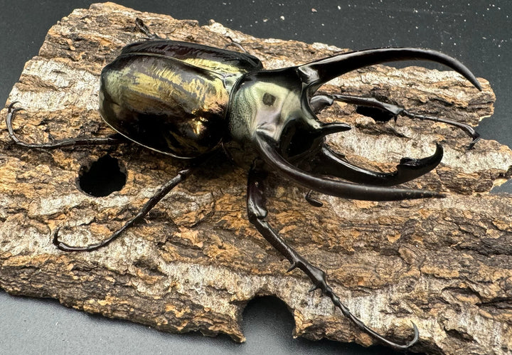 【WD】《ミンダナオアトラスオオカブト 88mm A’品ペア+おまけB♀単付き》