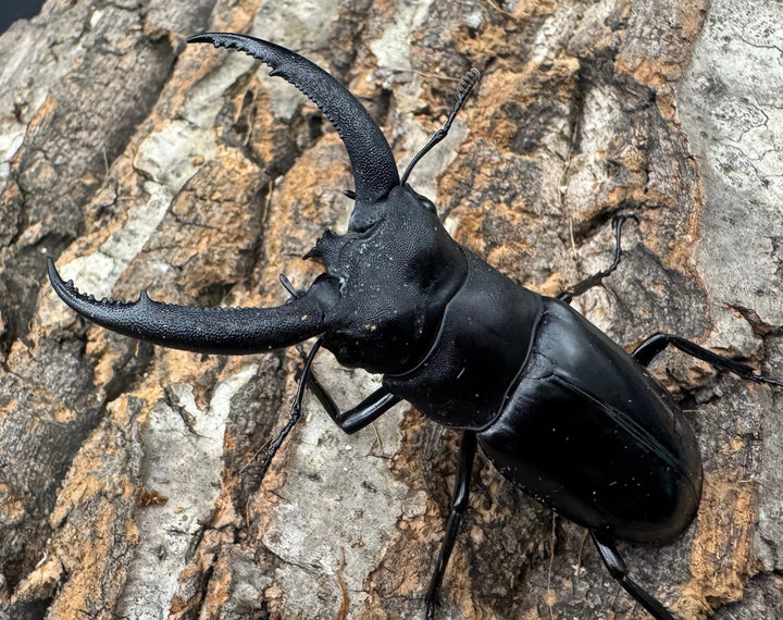 【WD】《リノケロスフタマタクワガタ 71mm ペア》