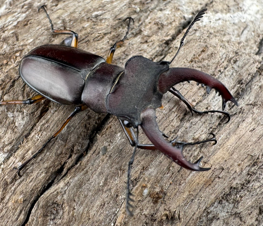 【WD】《ウーイーミヤマクワガタ 36.5mm ペア》