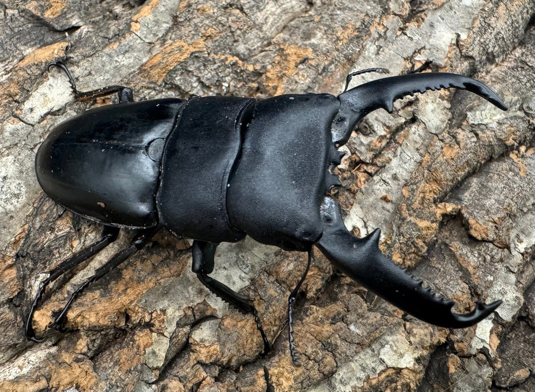 【WD】新産地《パラワンオオヒラタクワガタ ロハス産 90.5mm ペア》