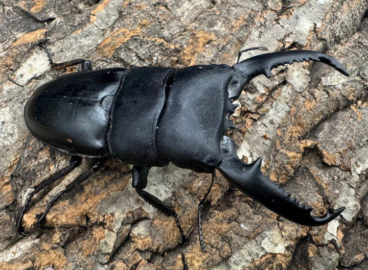 【WD】新産地《パラワンオオヒラタクワガタ ロハス産 90.5mm ペア》