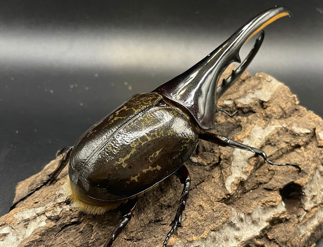 《ヘラクレス・ヘラクレス 126mm ペア》