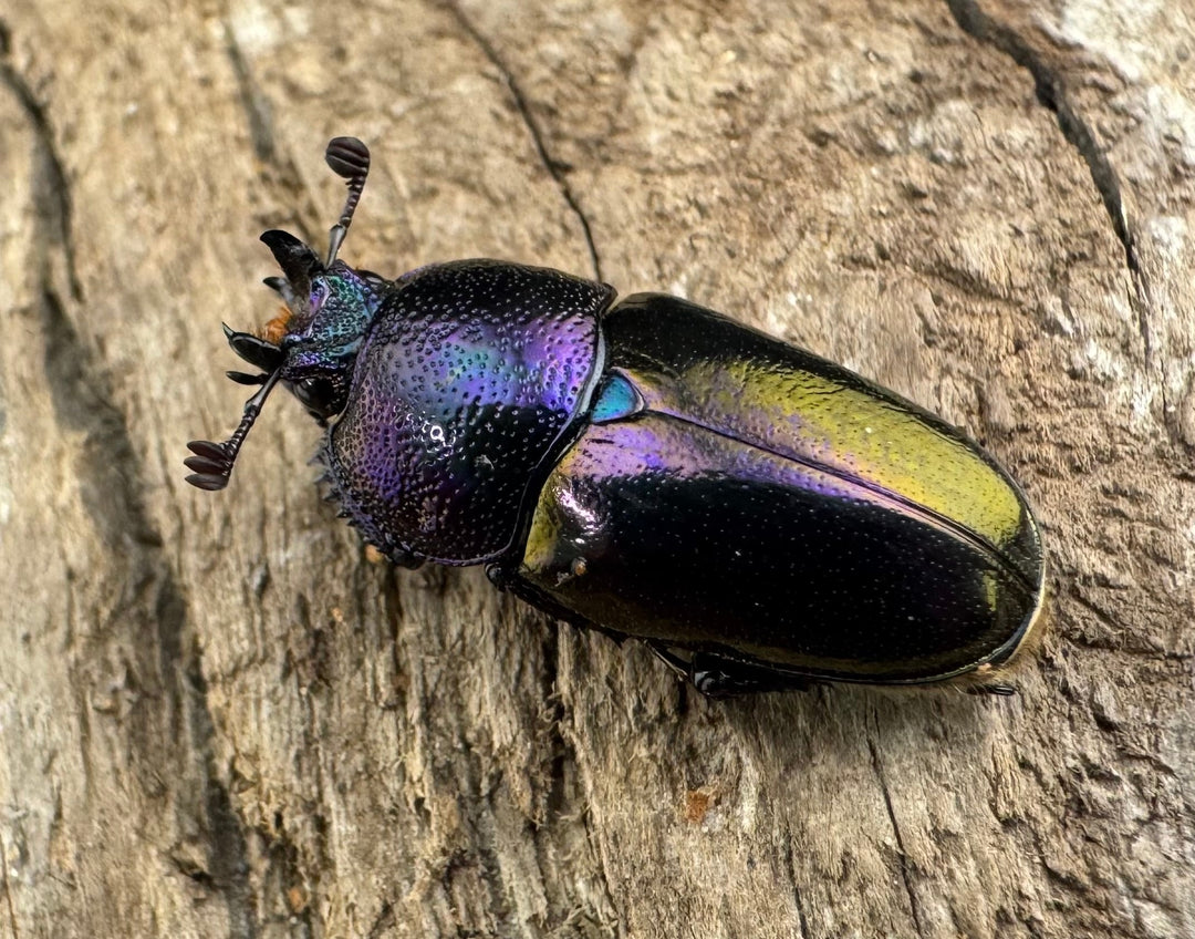 《パプアキンイロクワガタ 33mm ペア》