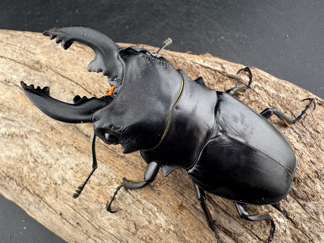 【WD】《ミンダナオアルケスツヤクワガタ 86.5mm ペア》