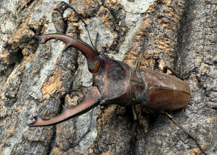 【WD】《ズベールホソアカ 51mm A’品ペア》