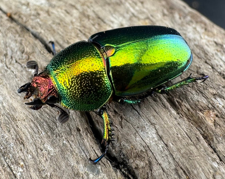 【WD】《パプアキンイロクワガタ アルファック産 20.5mm ♀単》