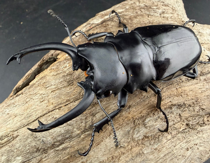 【WD】《ダールマンツヤクワガタ亜種セレベンシス 82mm ペア》