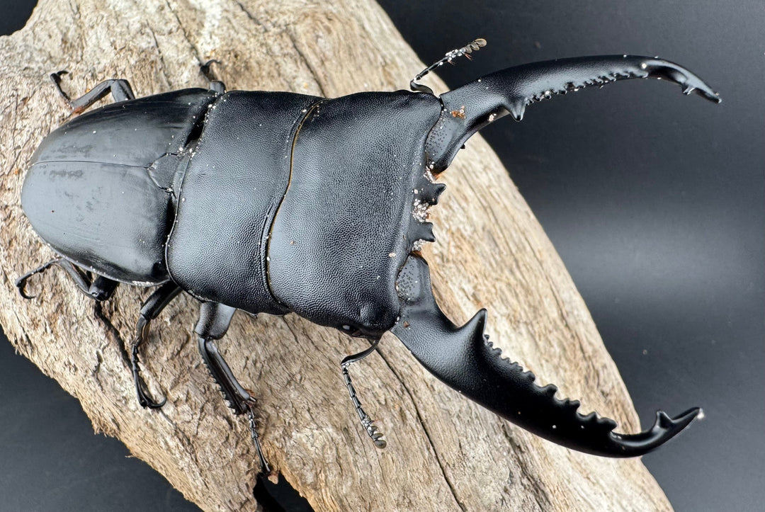 【WD】《パラワンオオヒラタ バタラザ産 98.5mm ペア》