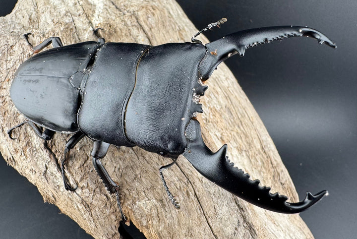 【WD】《パラワンオオヒラタ バタラザ産 98.5mm ペア》