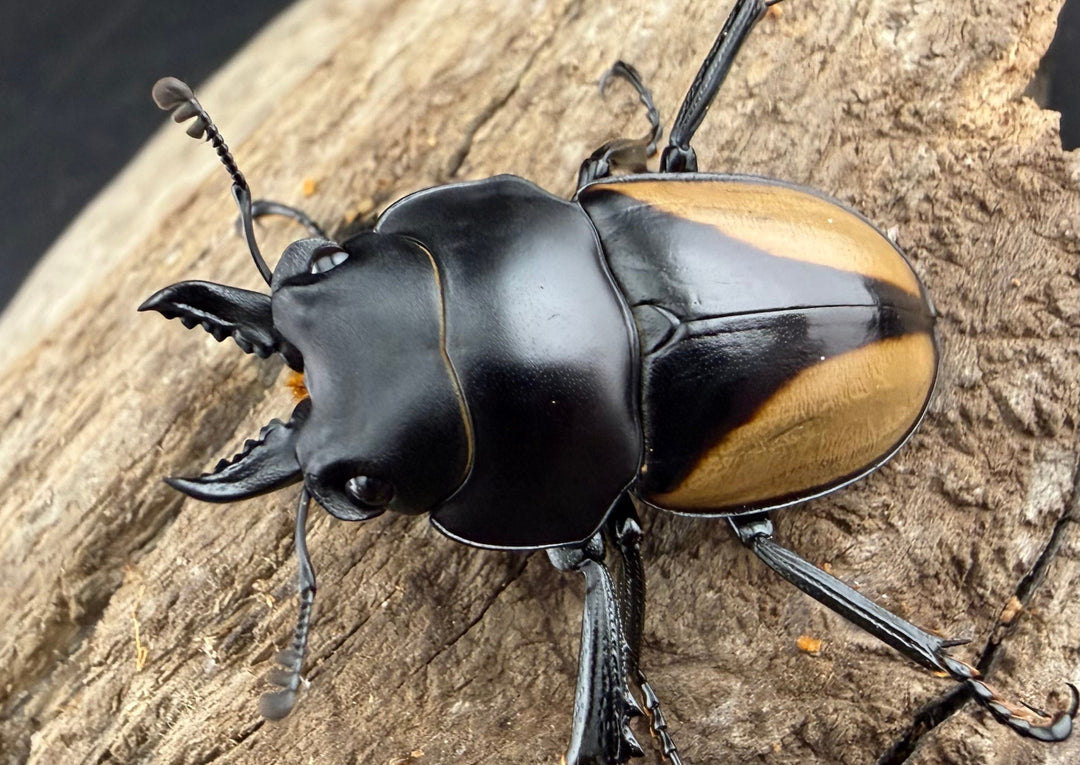 【WD】《パリーマルバネクワガタ 36.5mm ペア》