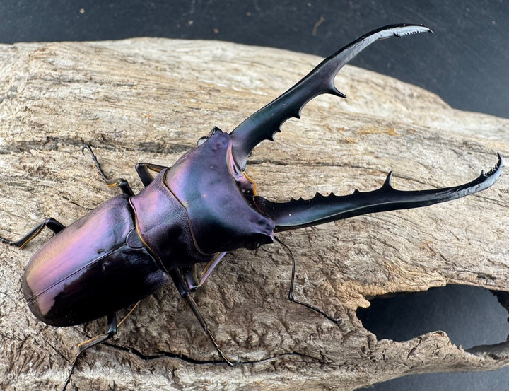 【美麗】《メタリフェルホソアカ亜種finae 78mm ペア》わたくわ氏ブリード個体