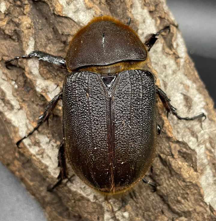 《ヘラクレス・ヘラクレス 143mm ペア》KING HERCULES氏ブリード個体