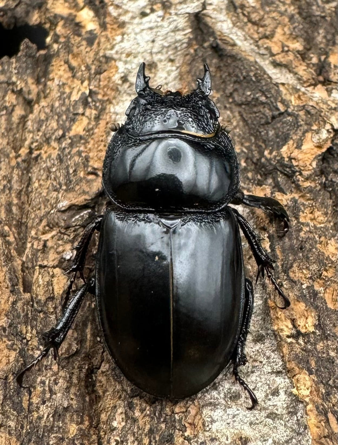 【WD】《ティアンムニセヒタラ 29.5mm ♂♀♀トリオ》