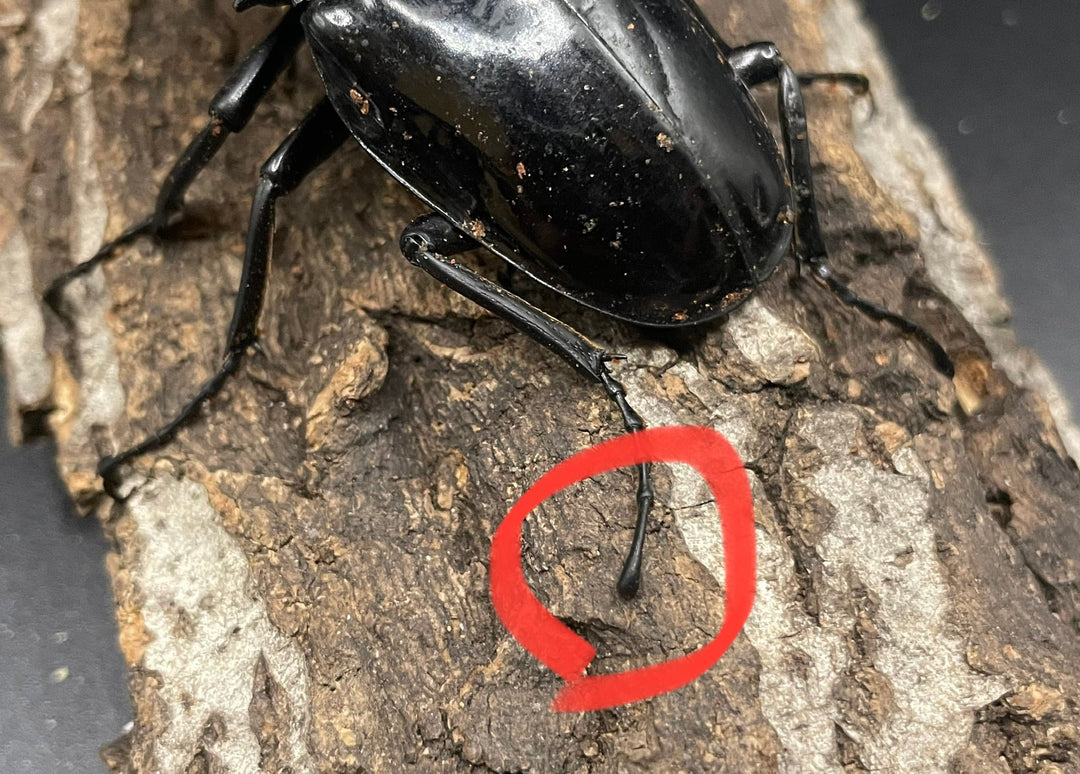 【WD】大型大歯《インターメディアツヤクワガタ 92mm A’品ペア》