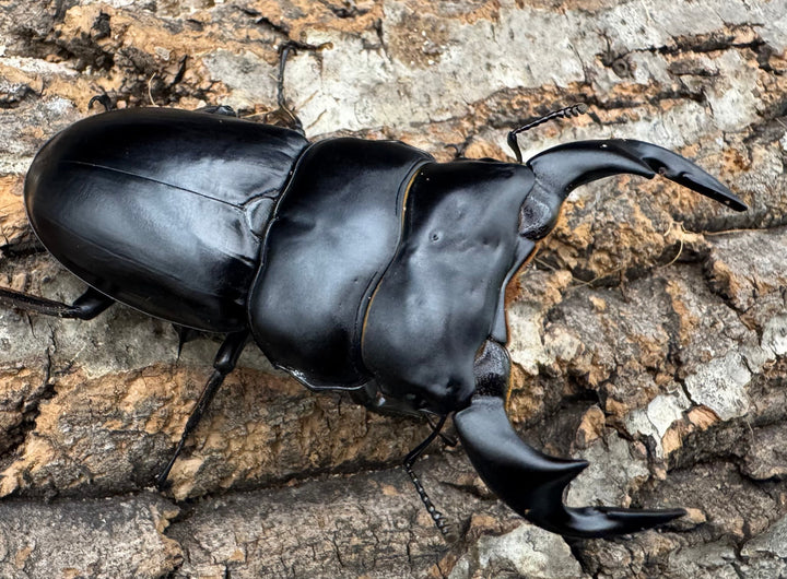 《インドアンタエウス サディア産 75.5mm ペア》