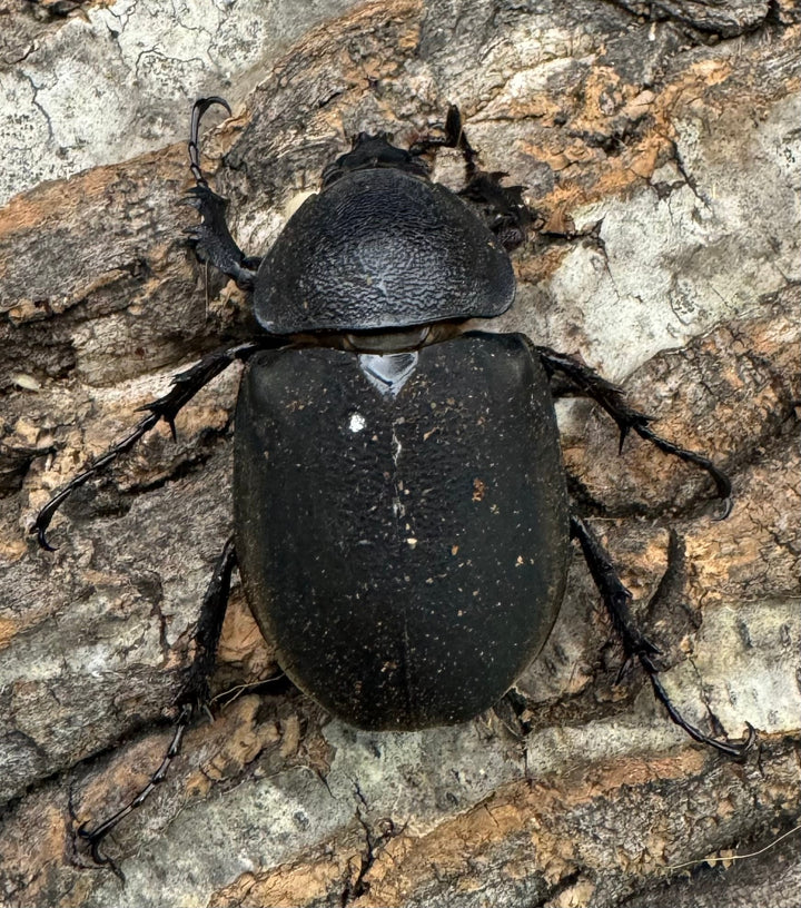 【WD】《ミンダナオアトラスオオカブト 90mm ペア》