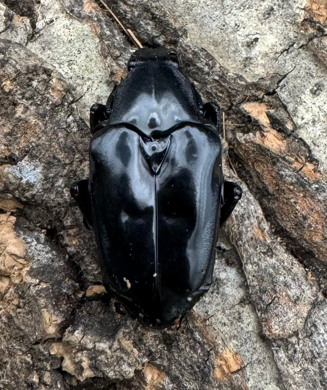 《クロツヤトゲアシハナムグリ A’品ペア》