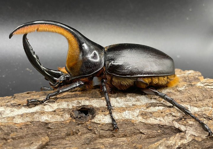 即ブリ《サタンオオカブト 98mm ペア》