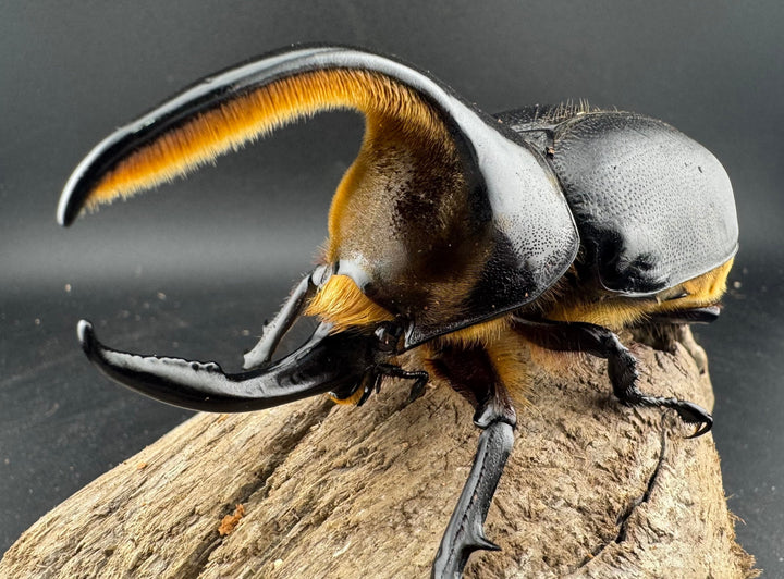 《サタンオオカブト 99mm ペア》inohiro109氏ブリード個体