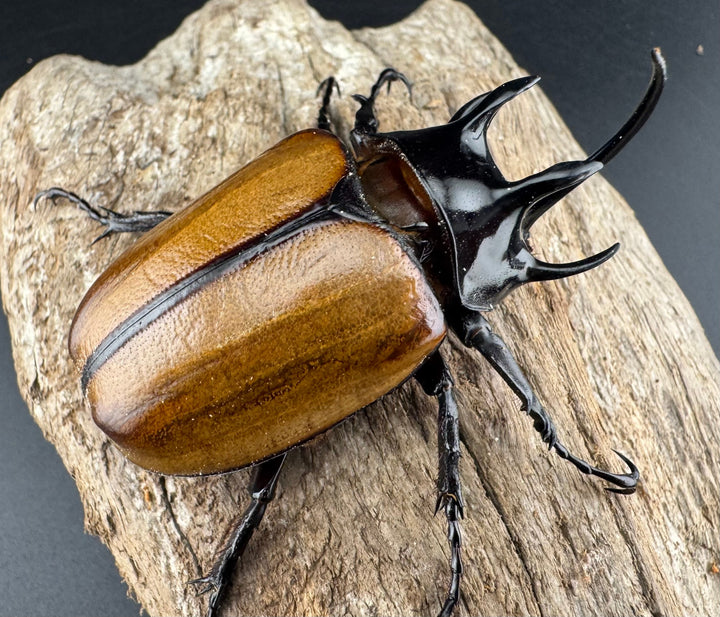 【WD】《ゴホンツノカブト原名亜種 ラオス産 75.5mm ペア》