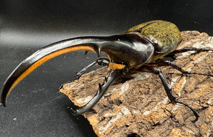 《ヘラクレス・ヘラクレス 153mm ペア》