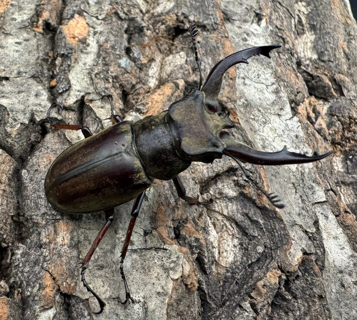 【WD】《チベットミヤマ原名亜種 50mm ペア》