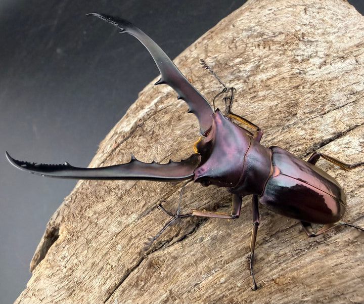 《メタリフェルホソアカ亜種finae 65mm ペア》