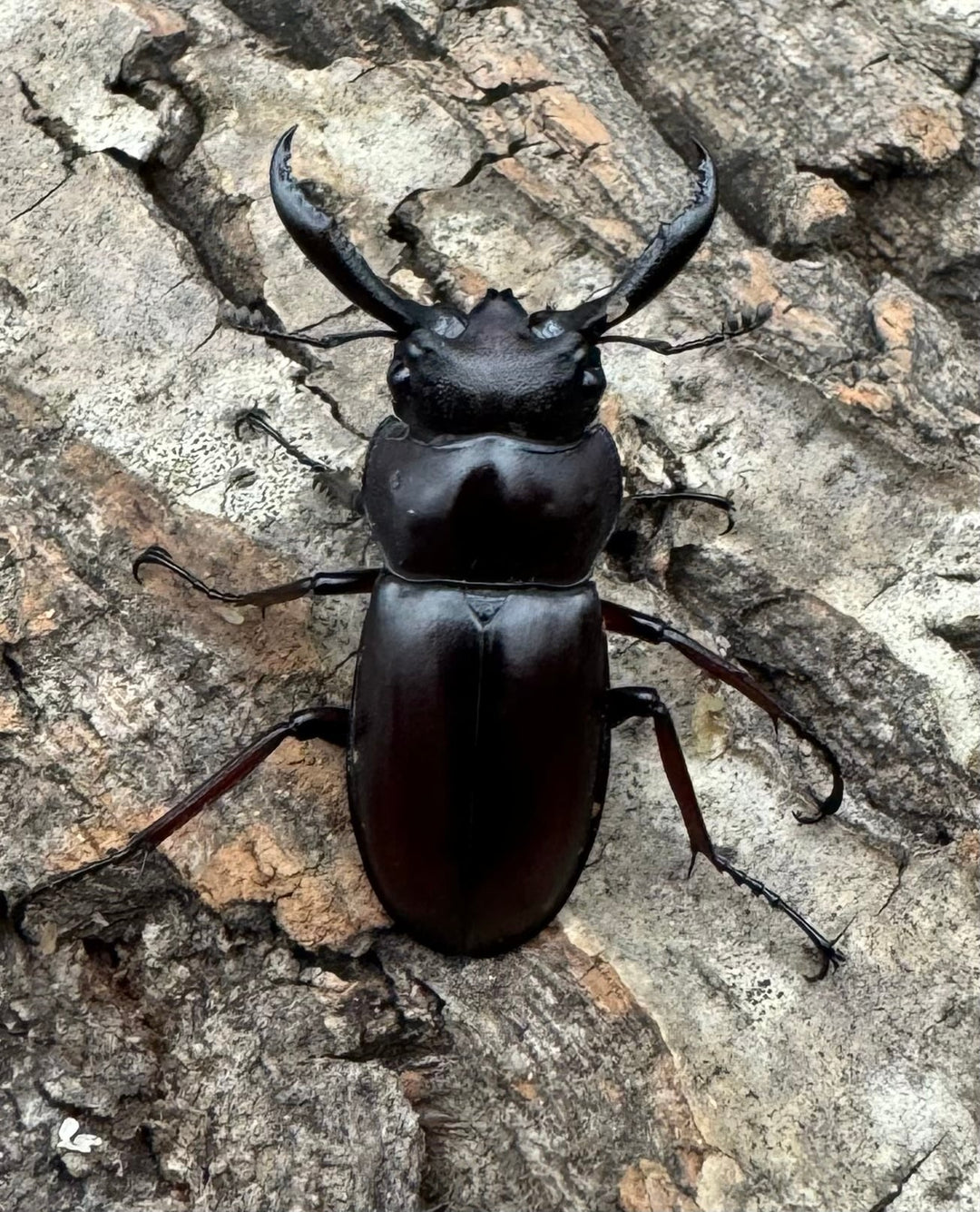 《ペロッティシカクワガタ Free ペア》