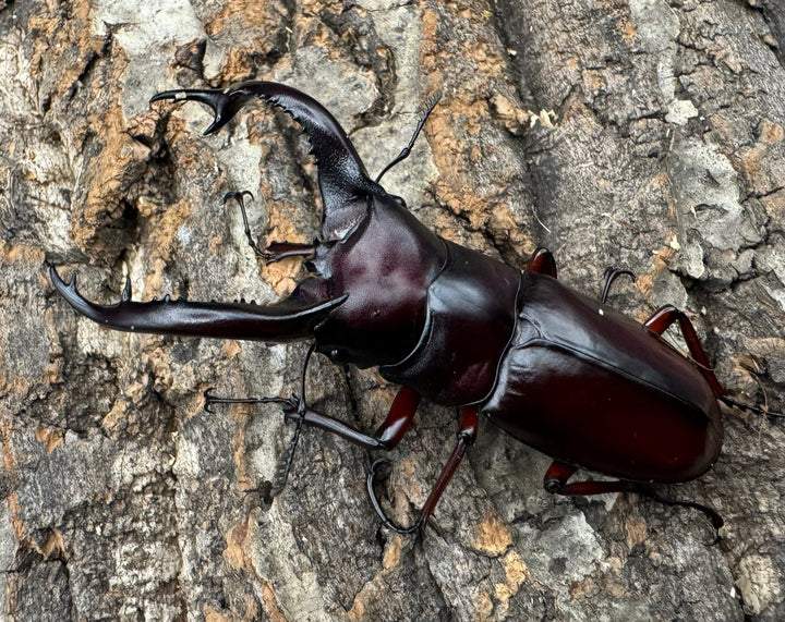 《フォルスターフタマタ亜種ニシ 77mm ペア》Moro氏ブリード個体