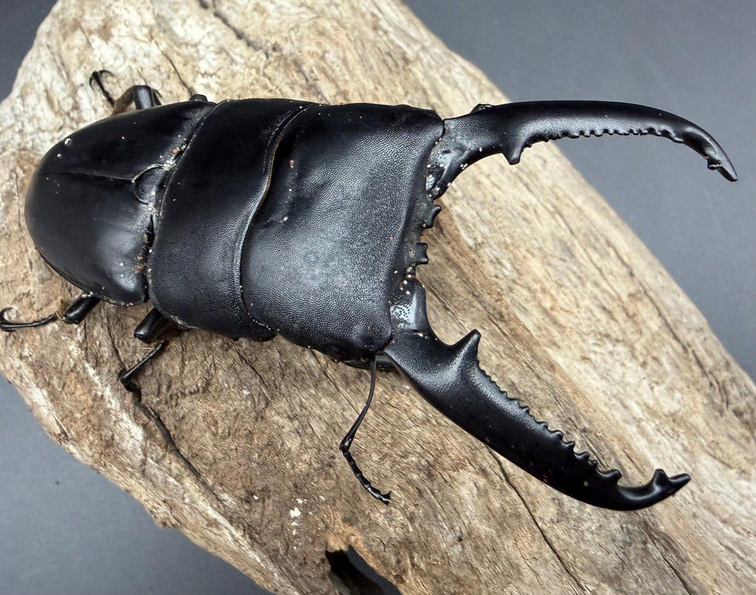 【WD】《パラワンオオヒラタ マンタリンガハン産 97mm ペア》