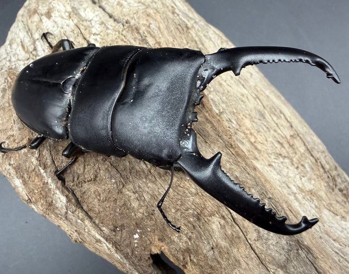 【WD】《パラワンオオヒラタ マンタリンガハン産 97mm ペア》