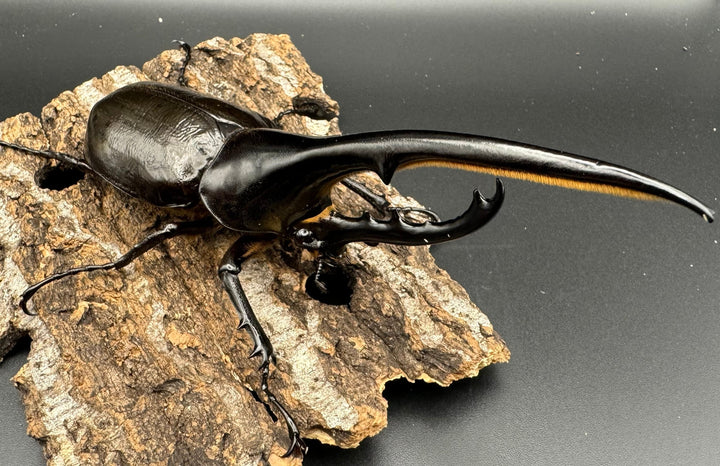 《ヘラクレス・ヘラクレス 144mm ペア》