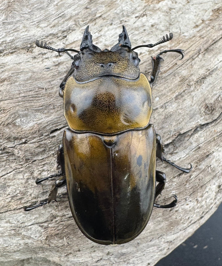 【F0】《ローゼンベルグオウゴンオニクワガタ 52mm ♀単》①