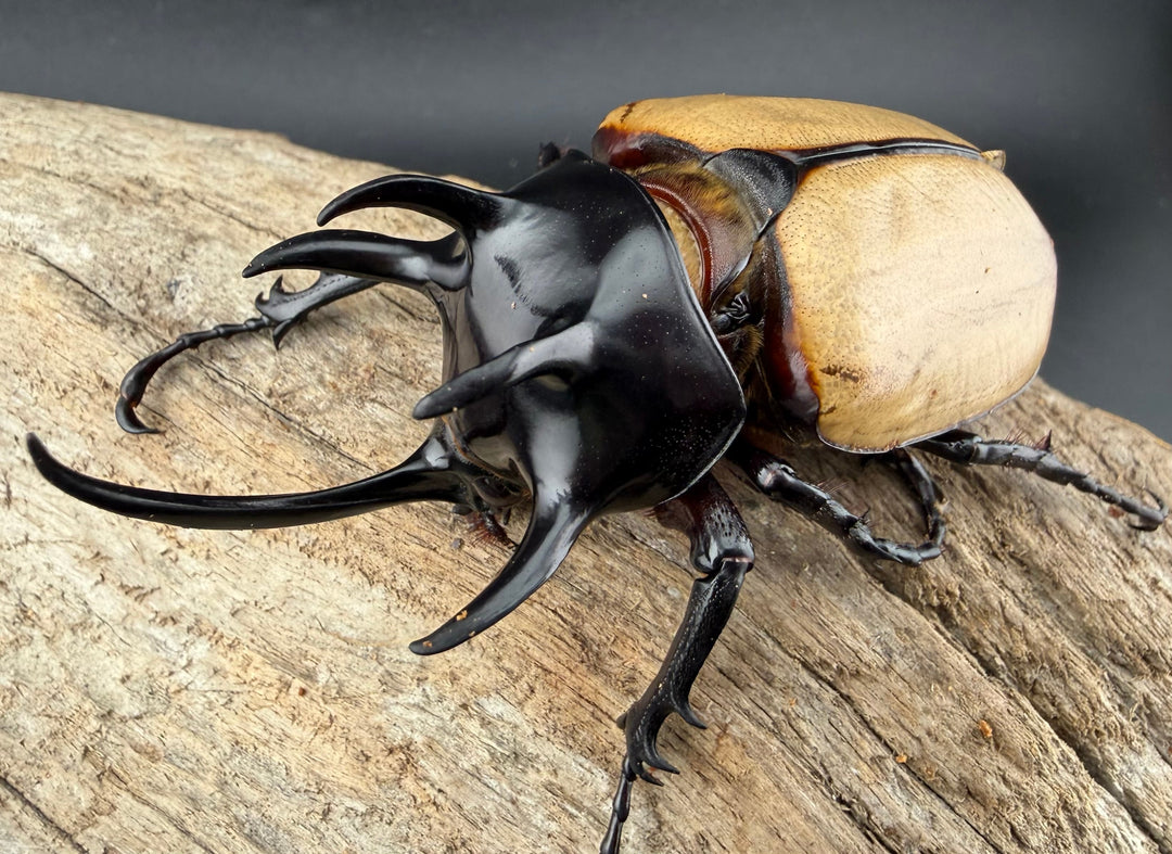 【WD】《ゴホンツノカブト原名亜種 タイ産 83mm ペア》