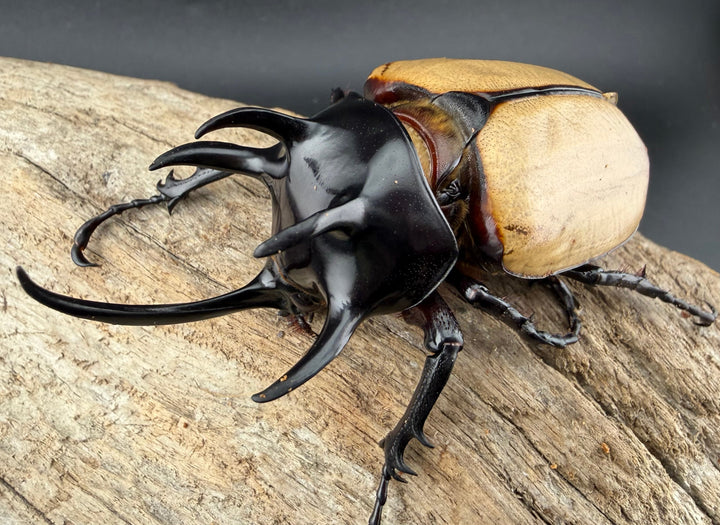 【WD】《ゴホンツノカブト原名亜種 タイ産 83mm ペア》