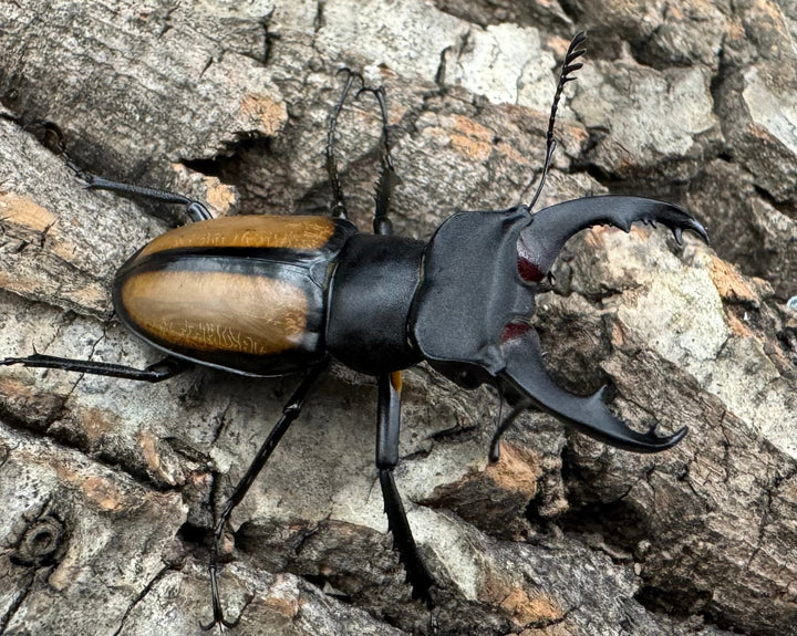 【WD】《パリーミヤマクワガタ 40mm ペア》