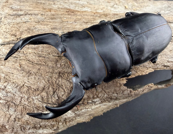 《オオクワガタ 能勢SR血統 81.5mm ペア》