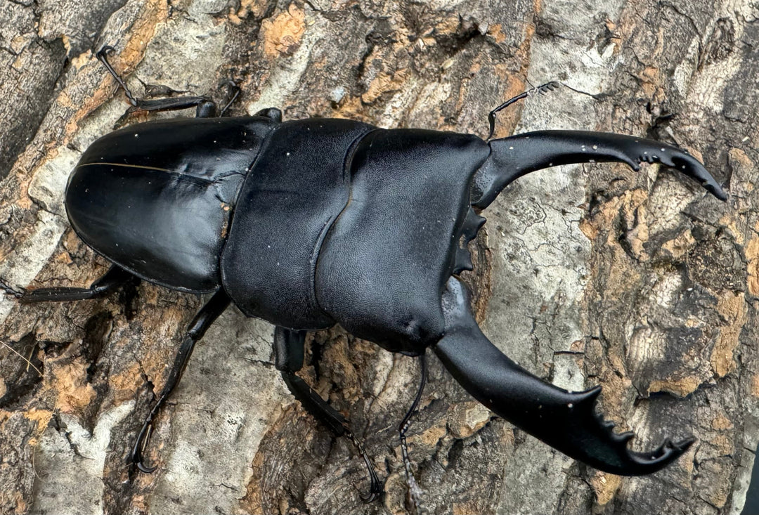 【WD】《南カマリネスヒラタ 96mm ペア》