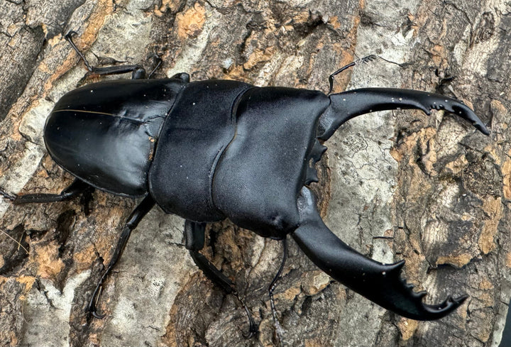 【WD】《南カマリネスヒラタ 96mm ペア》