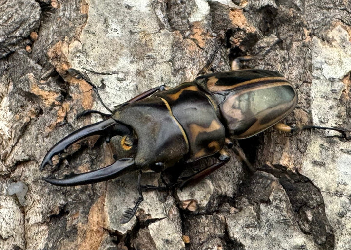 【WD】《ゼブラノコギリ原名亜種 48mm ペア》