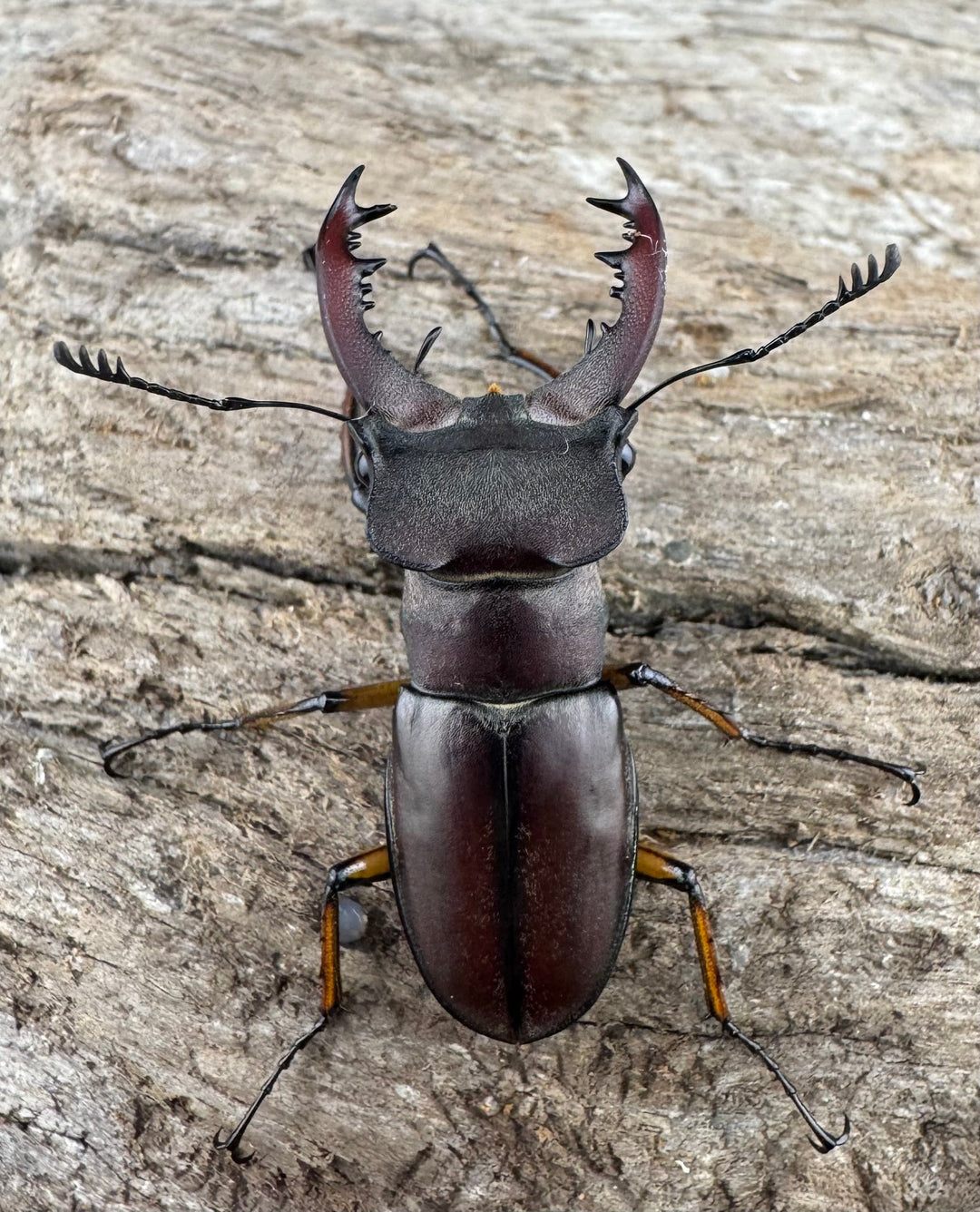 【WD】《ウーイーミヤマクワガタ 36.5mm ペア》