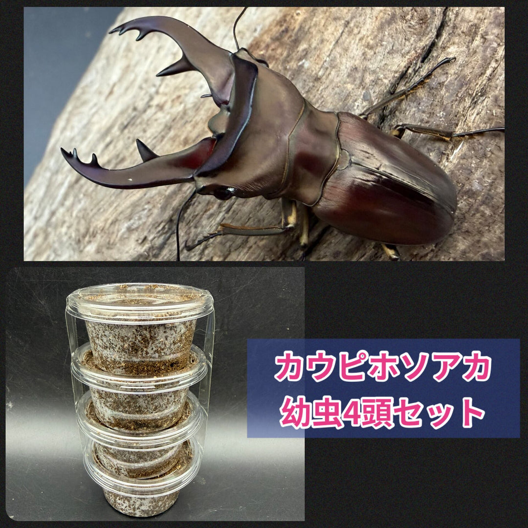 《カウピホソアカクワガタ 幼虫4頭セット》
