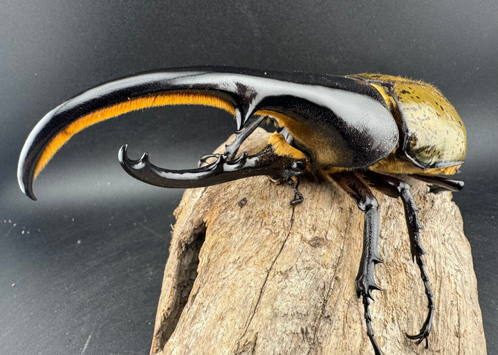 《ヘラクレス・ヘラクレス 143mm ♂単》