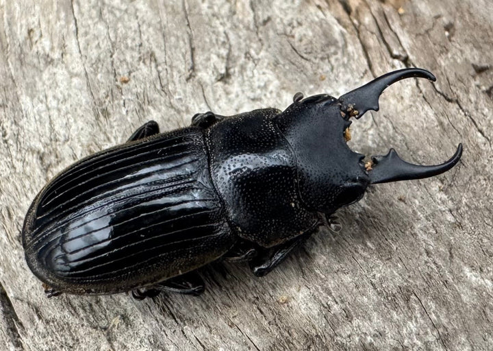 【WD】《ラムリーネブトクワガタ 19mm ペア》