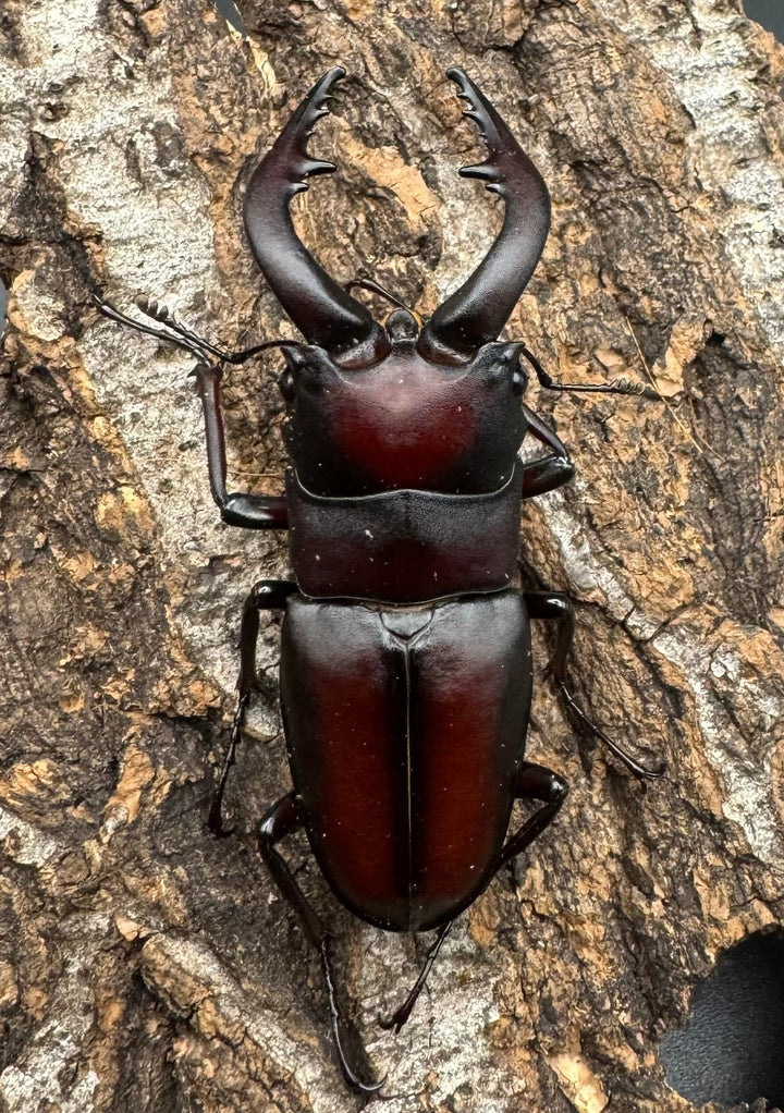 【WF1】《本土ノコギリクワガタ 八王子産 58mm ♂単》