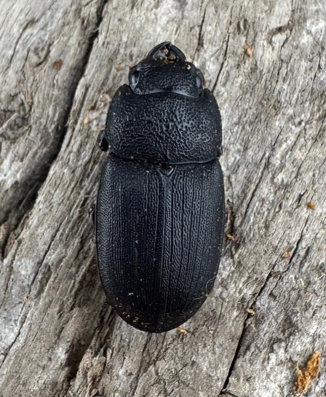 【WD】《フィリピンネブト原名亜種 Free ペア》