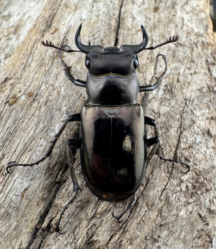 【WD】《ミンイミヤマクワガタ 28mm ペア》