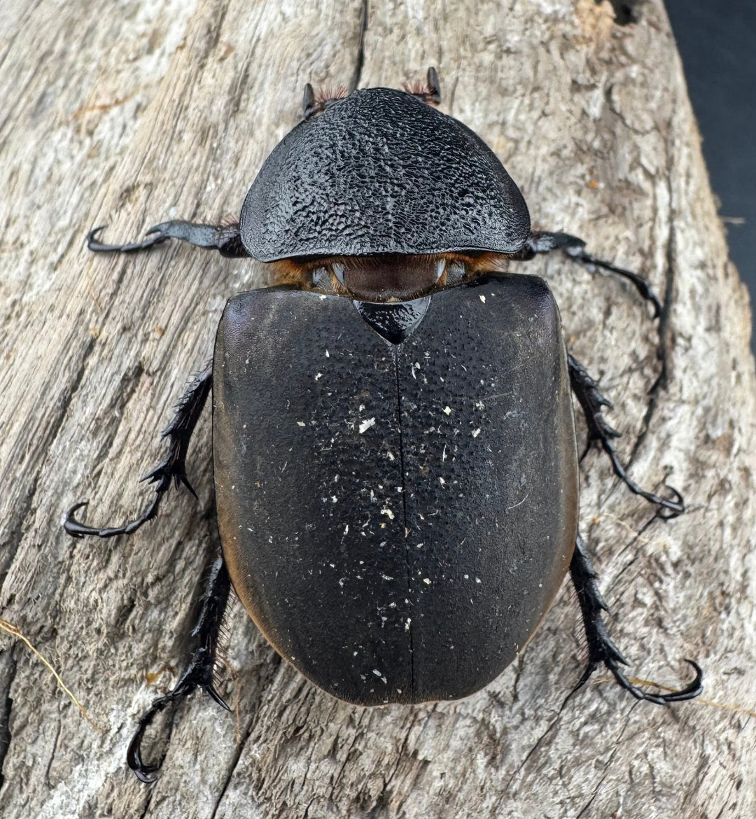 【WD】《アトラスオオカブト原名亜種 パロロ パル産 86mm ペア》